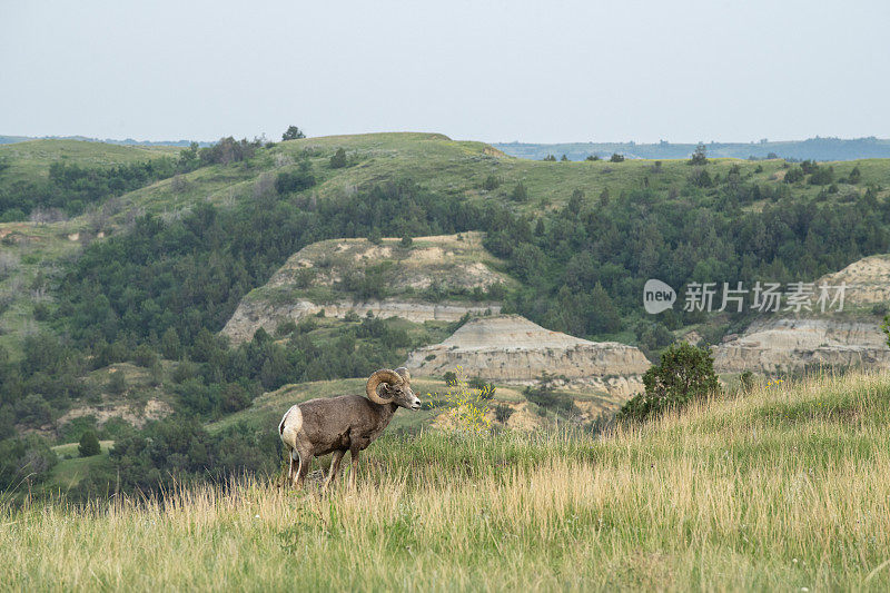 西奥多·罗斯福国家公园的大角羊
