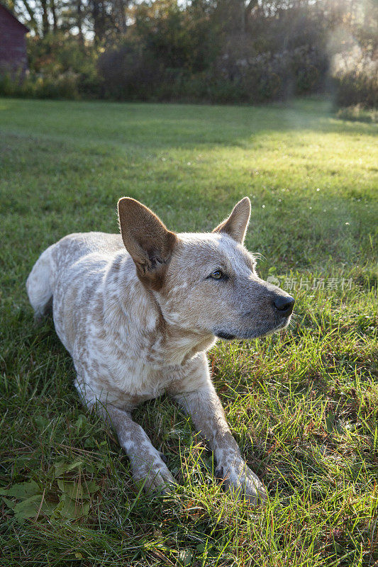 澳大利亚牧牛犬坐在他的后院