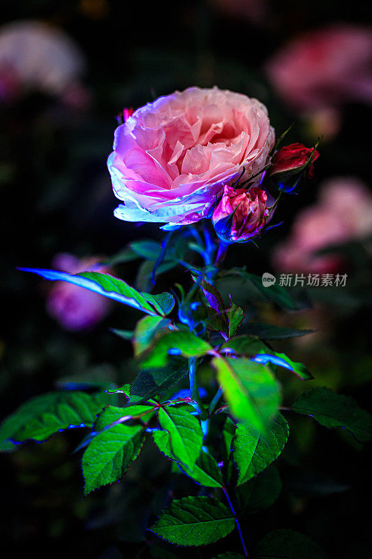 午夜魔法:夜空下玫瑰的辉光
