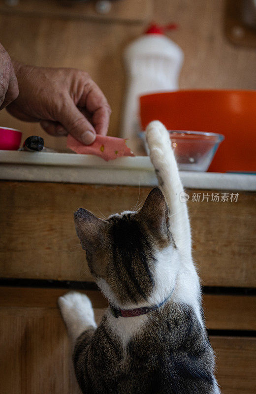 饥饿的猫正在厨房里吃东西。