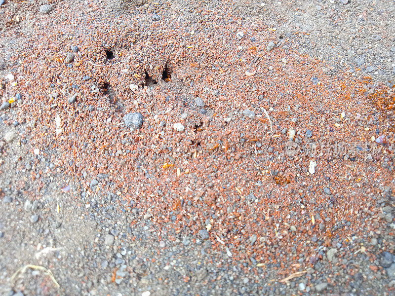 蚂蚁在沙子里挖洞