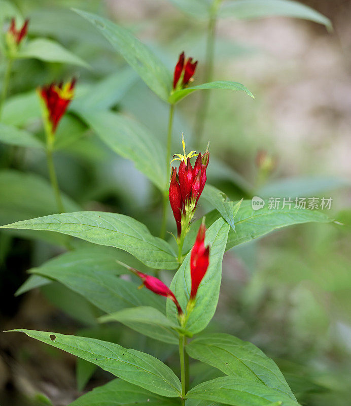 印度粉的明亮的红色和黄色管状花，毛刺草，包括叶和茎。原生植物。垂直的。