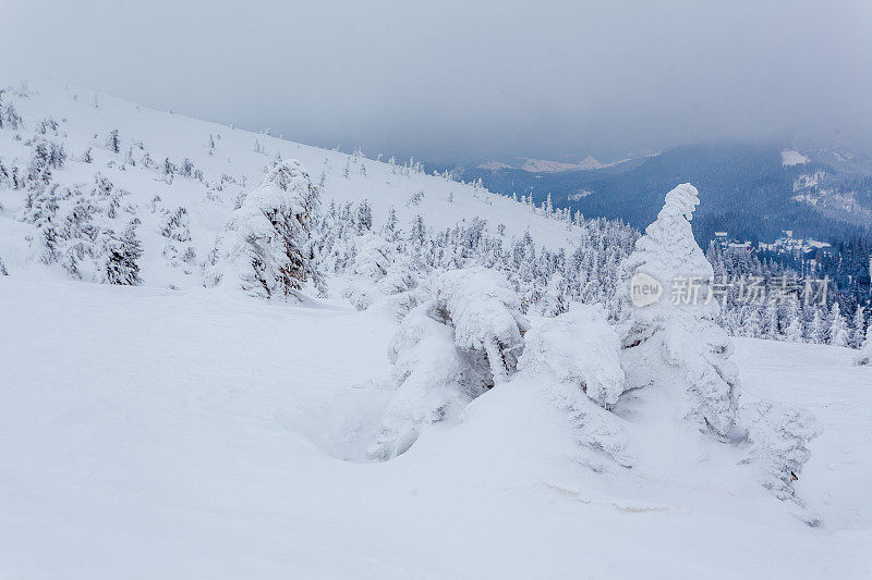 雪后冰雪覆盖的冷杉林和冬日灰蒙蒙的天空。喀尔巴阡山脉,乌克兰。