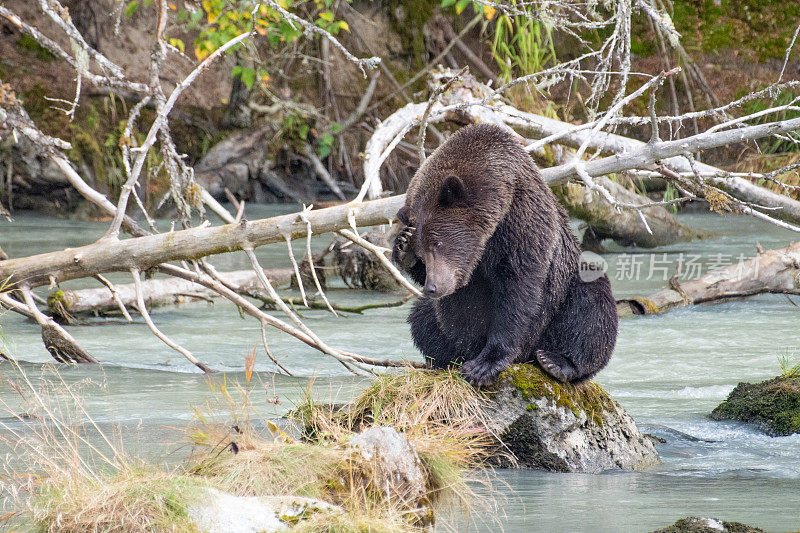 坐熊抓头-近距离阿拉斯加海岸棕熊，而在绿松石冰川河捕鱼鲑鱼