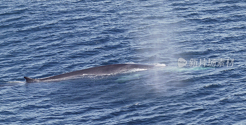 一只巨大的长须鲸在喷水