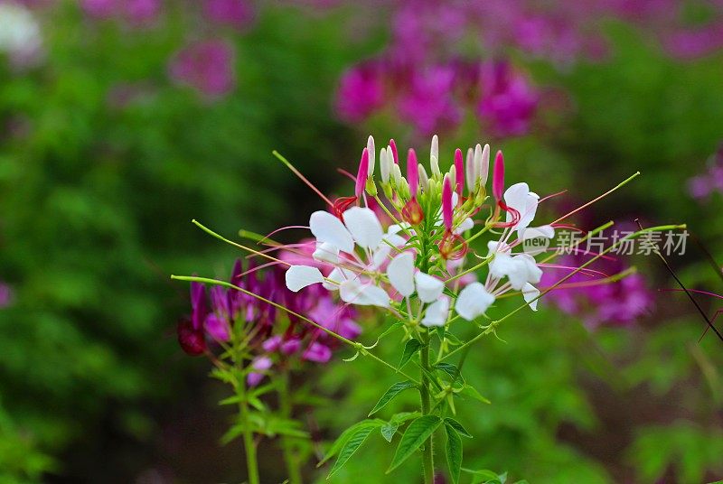 粉红色开花植物特写镜头