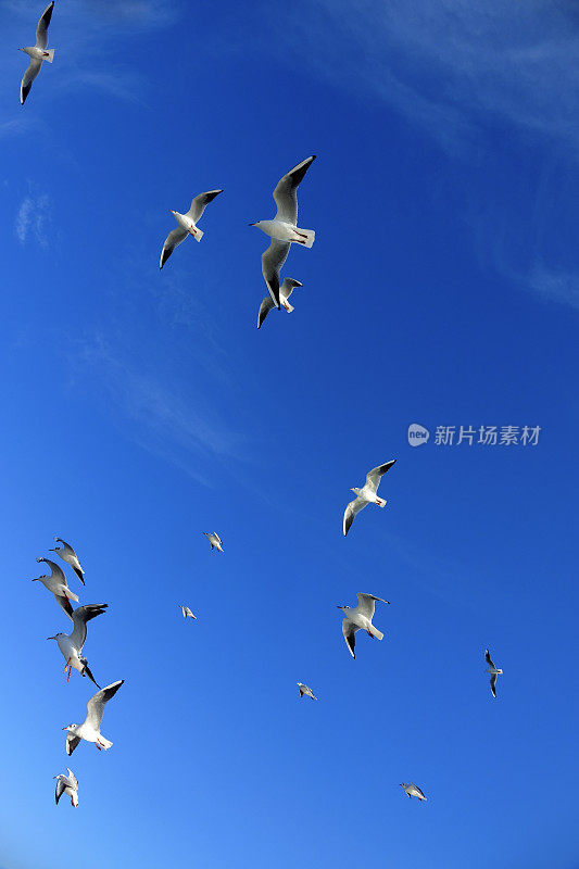 一群海鸥飞过晴朗的蓝天