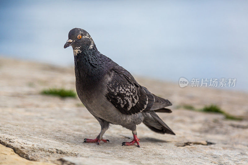 马耳他首都瓦莱塔的有趣鸽子