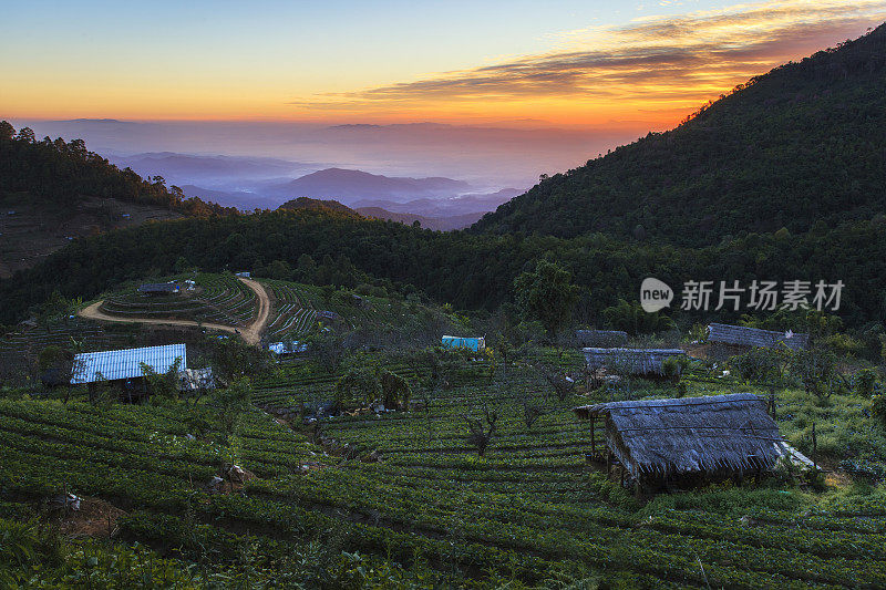 泰国清迈早晨阳光下的草莓田