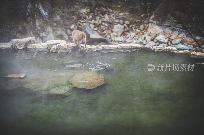 野生猴子在天然温泉中沐浴