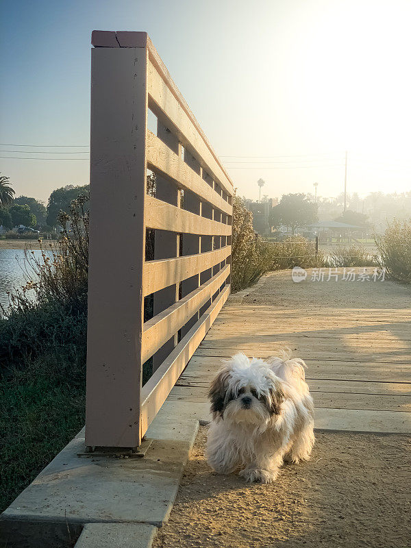 加州长滩的科罗拉多泻湖上，一只西施犬在步道和人行桥上散步