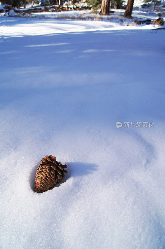 冬雪背景中的松果