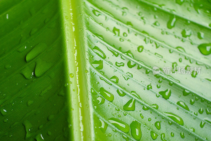 雨落在绿叶上