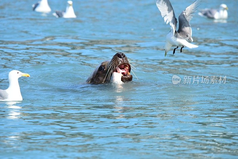 虎头海狮捕获鲑鱼