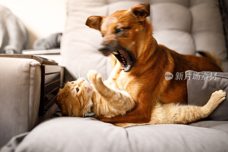 狗和猫在打架