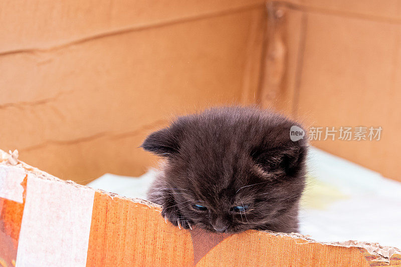 新生棕色英国短毛小猫-从盒子里逃出来