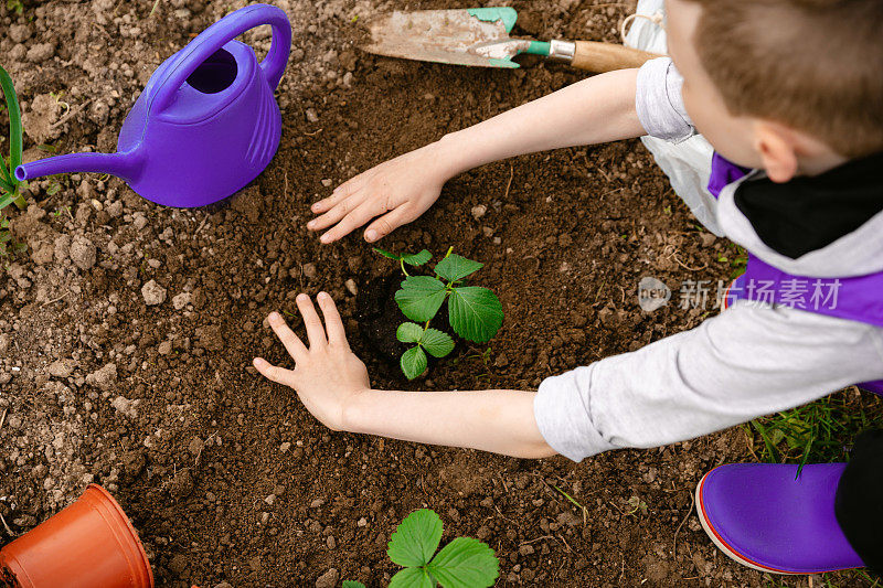 孩子们用手在黑土上种草莓。