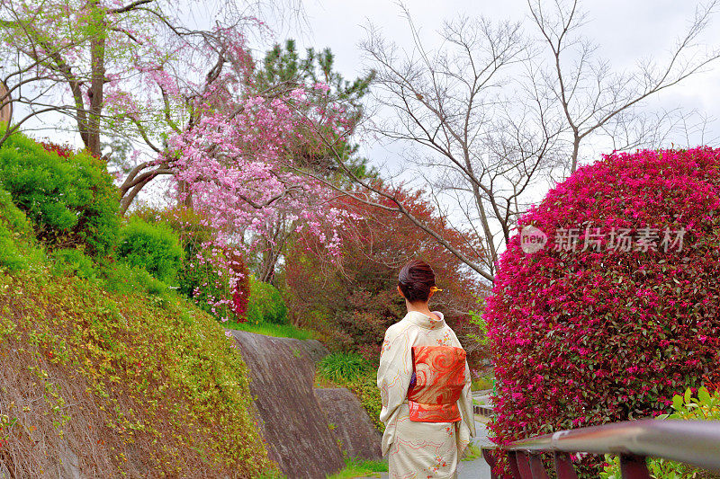 穿着和服的日本妇女在京都的加茂河边欣赏樱花