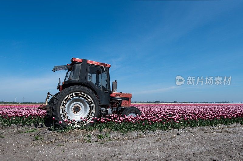 把拖拉机停在一堆郁金香中间