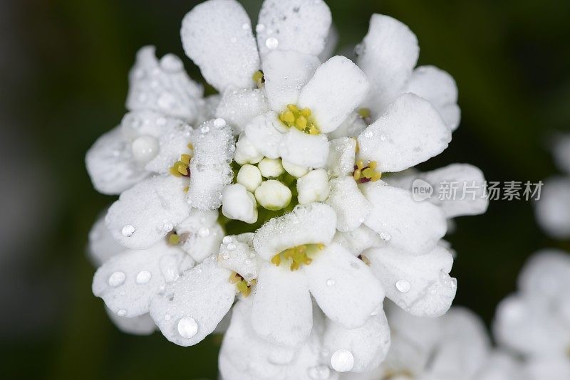 屈曲花属植物