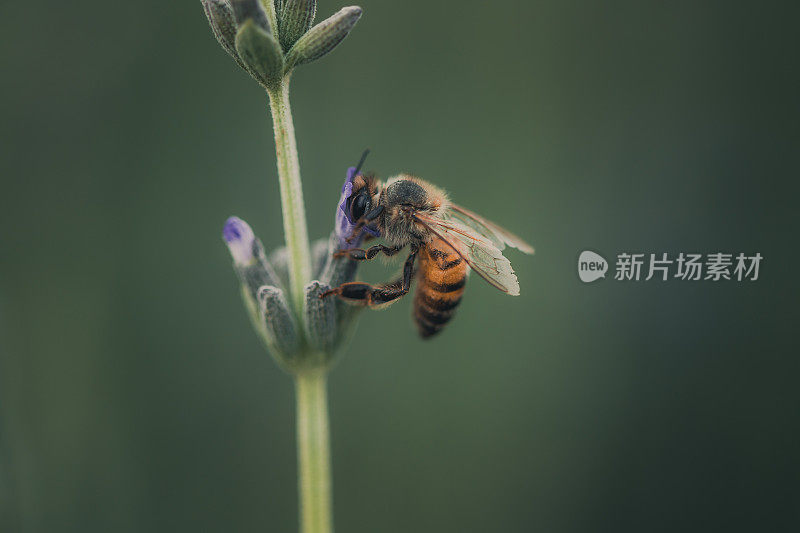 非洲蜜蜂坐在薰衣草花上