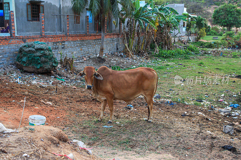 一头奶牛站在堆满垃圾的村庄院子里
