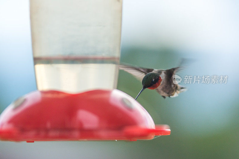 蜂鸟从喂食器里喝水