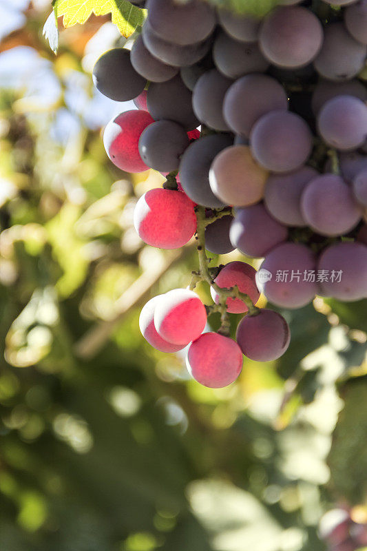 成串的仙粉黛葡萄。