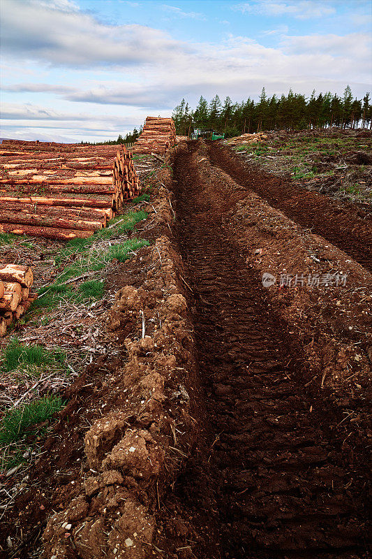 松林采伐的原木桩及其凿槽轨迹