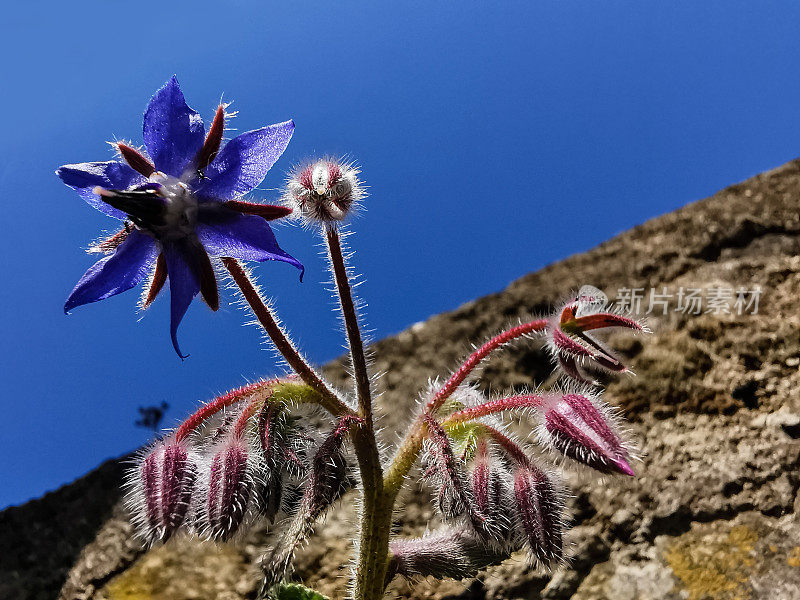 蓝天下美丽的琉璃花