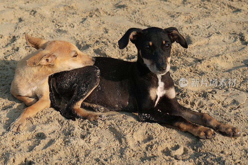 在印度果阿的帕洛伦海滩，野狗狗在阳光下挨个躺在沙滩上