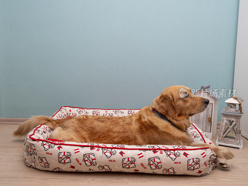金毛猎犬在床上