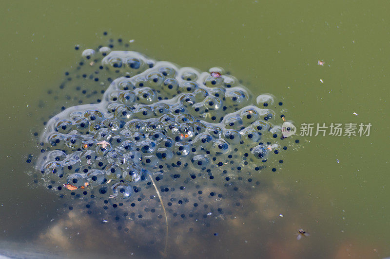 一个小水坑里浮动蛙卵的特写镜头