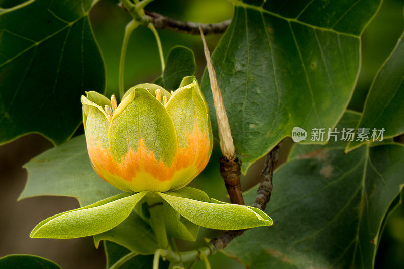 这是郁金香花的特写