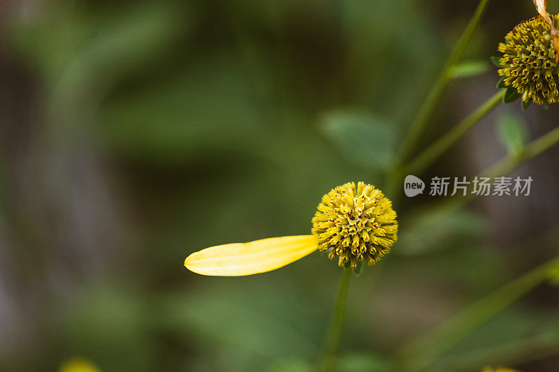 黄色的花雏菊有一个花瓣