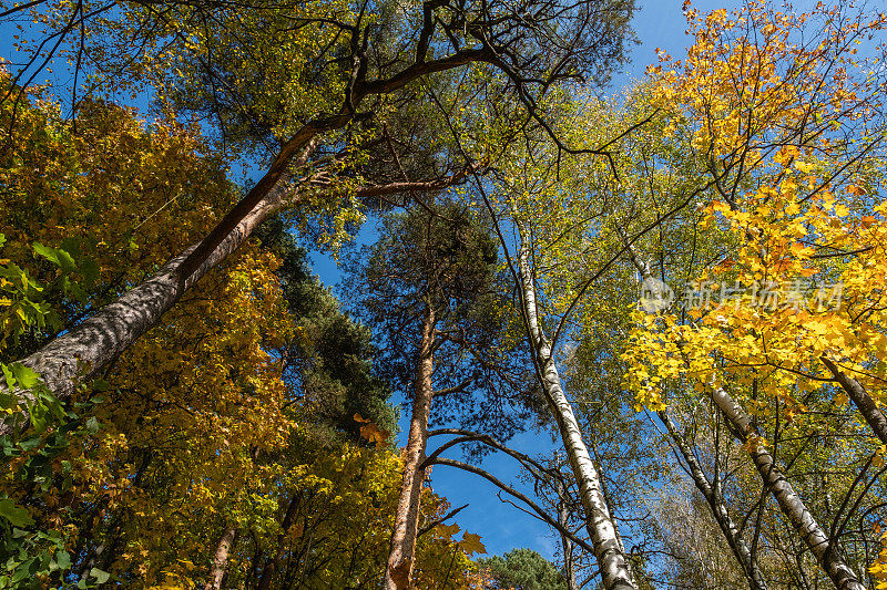 秋日，桦树和松树的顶端汇聚在画框的中心。