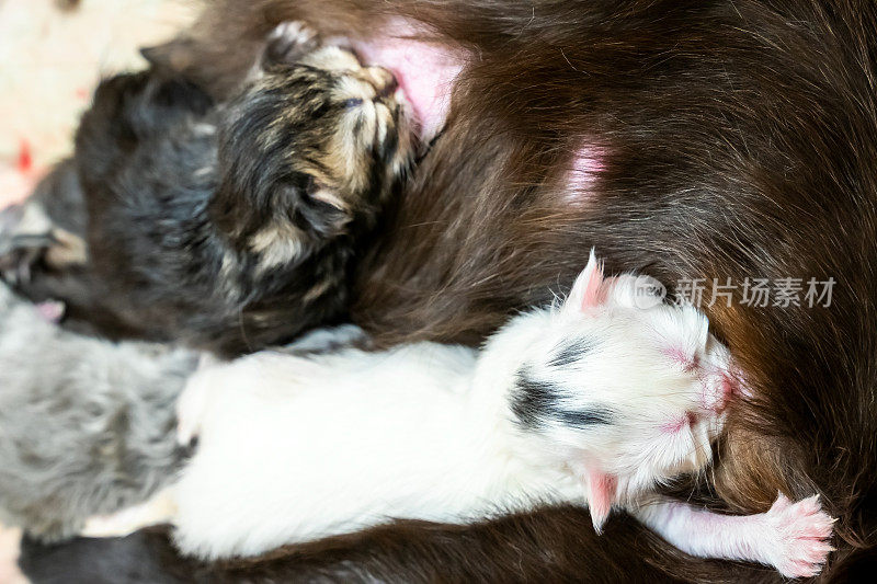 黑猫妈妈正在给刚出生的白猫喂奶