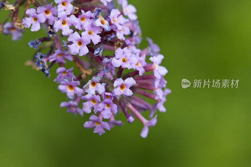 醉蝶花或蝴蝶灌木的花和在近距离。英国联合王国