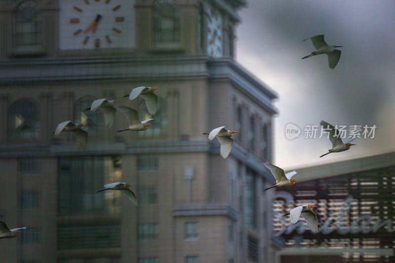 大鸟(大白鹭)在空中，后面有建筑和大钟