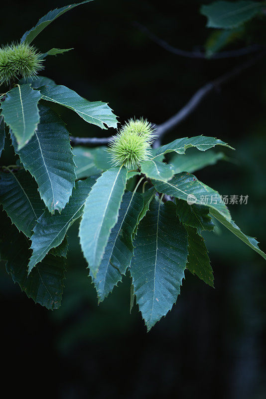 带有刺猬的栗子植物-板栗-壳斗科