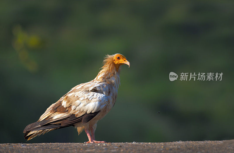 埃及秃鹰