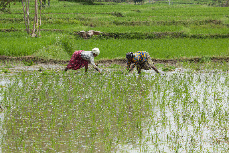 印度卡纳塔克邦迈苏鲁附近的农场女工在季风期间种植水稻幼苗。