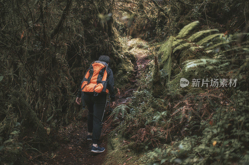 亚洲华人女性徒步旅行者探索苔藓森林在卡梅伦高地行走在后视镜