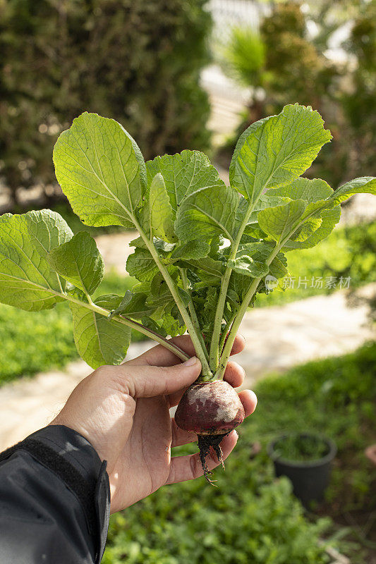 一名男子正在展示他在业余花园种植的萝卜