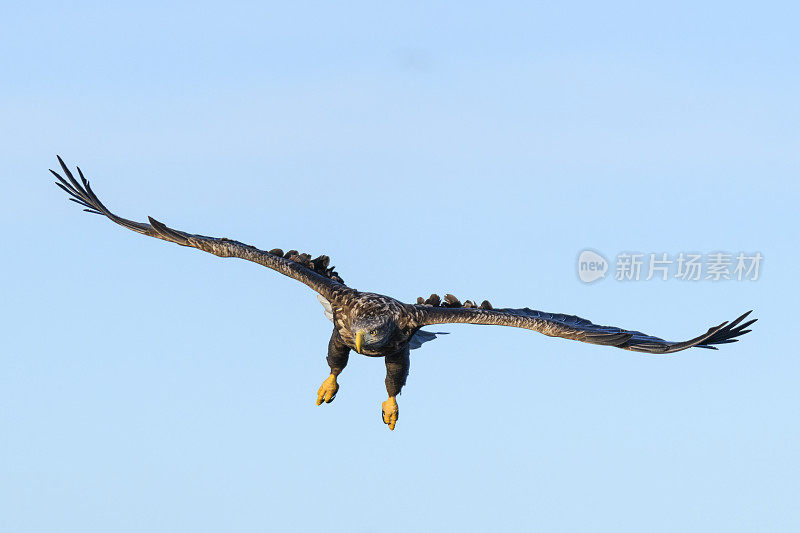 在挪威北部上空觅食的海鹰或白尾鹰