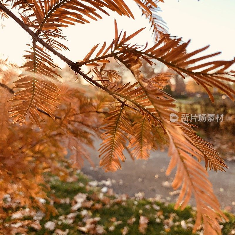 美丽的秋日，红杉的黎明