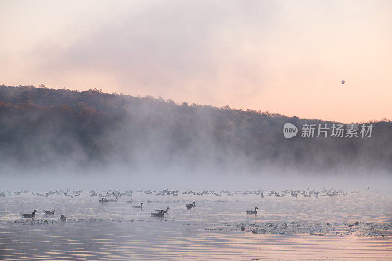 鹅在霍普韦尔湖游泳，天空中有一个热气球