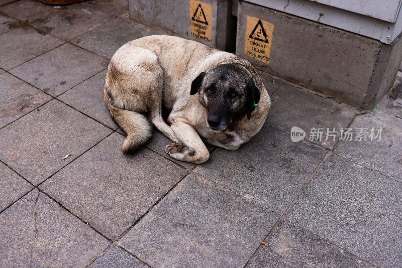 一只流浪狗躺在卡迪科伊的地上