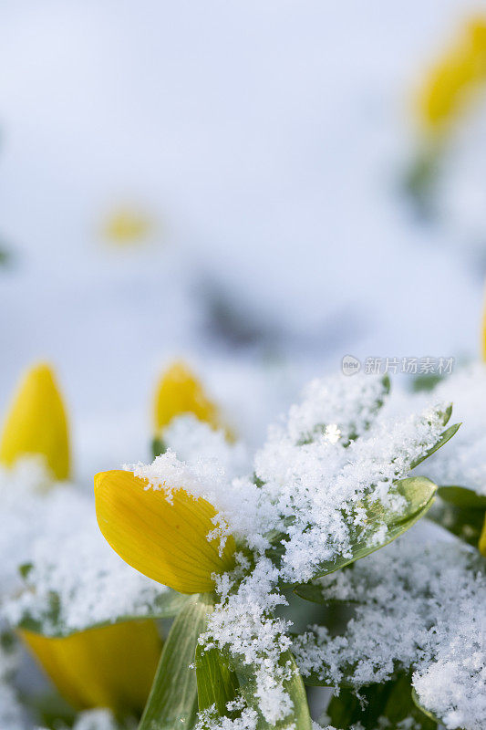 冬附子在花在花园里的雪