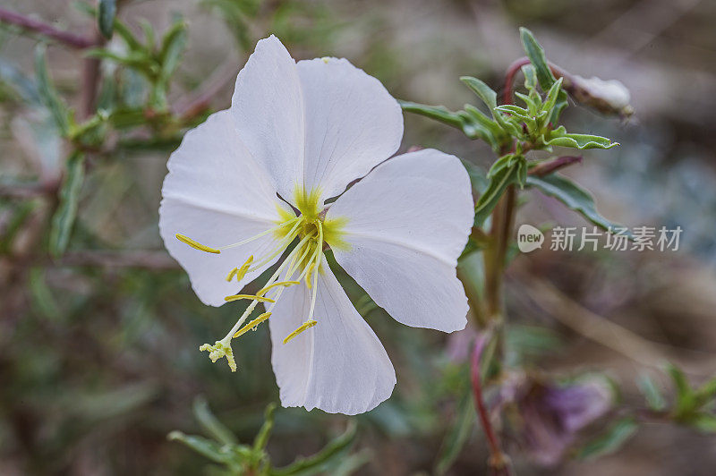 淡月见草;犹他州国会礁国家公园;柳叶菜科的家庭。